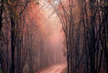 开云体育app下载-拜仁力挺晋级，球迷欢呼不已：欧洲冠军在期待中扬帆